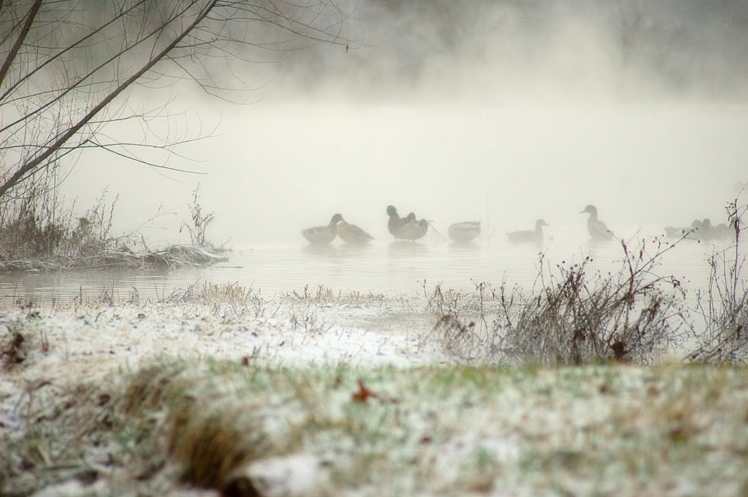 Quiet Pond with Ducks
