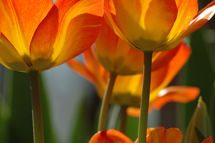 Below the orange tulips...