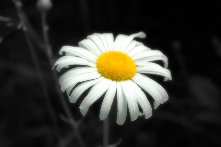 Forest daisy...