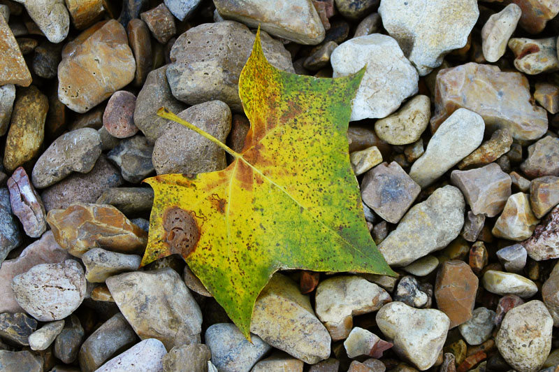 Fallen leaf