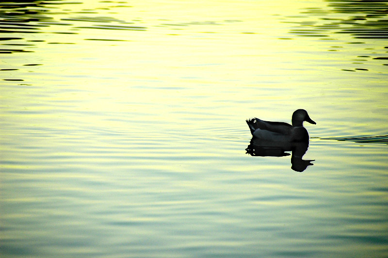Lone Duck