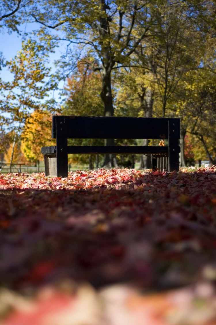 Park bench leaves