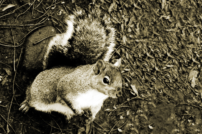 Chicago squirrel