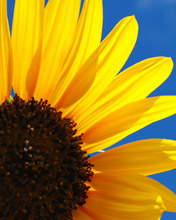 razr_sunflower