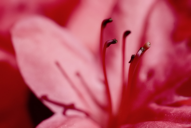 Flower Week - Much Pink