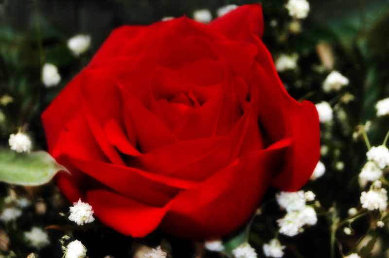 Flower week - Rose