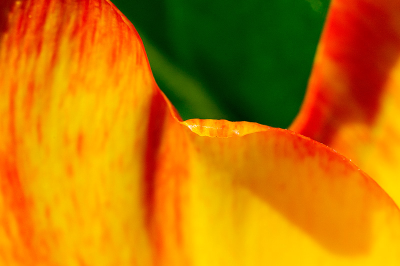 Flower Week - Tulip Edge