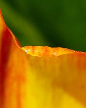 TulipEdge