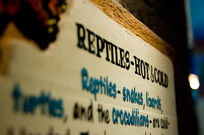 Reptiles Hot and Cold