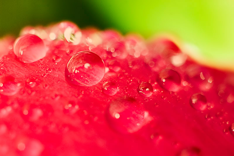 Water beads up close