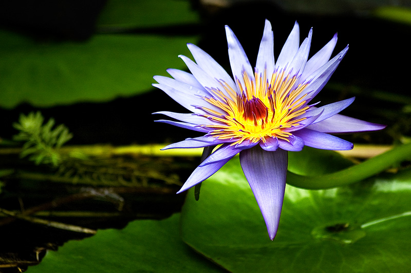 Water Lilly Flower
