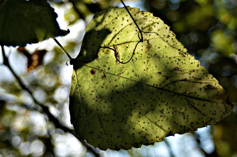 Leaves above