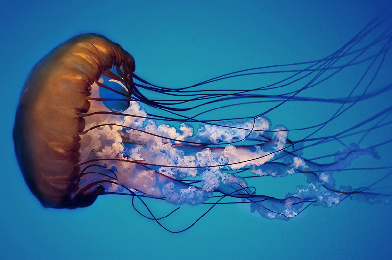 Jelly Fish