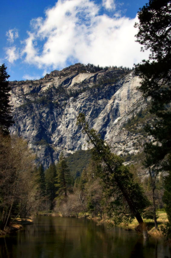 Yosemite Leaning Tree