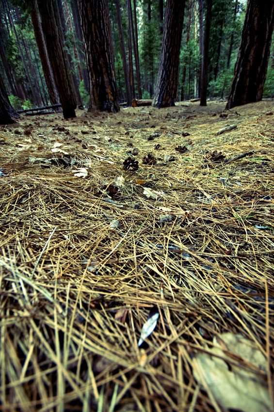 Yosemite Forest Floor