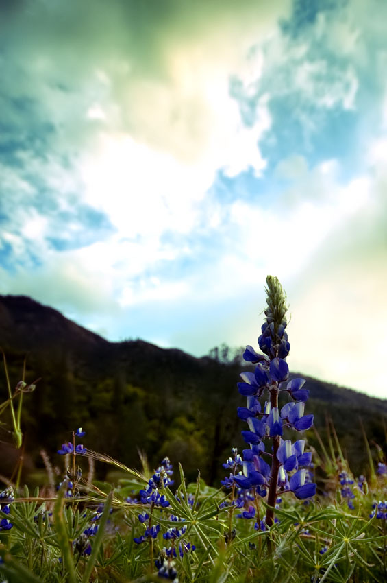 Yosemite Blue Flower