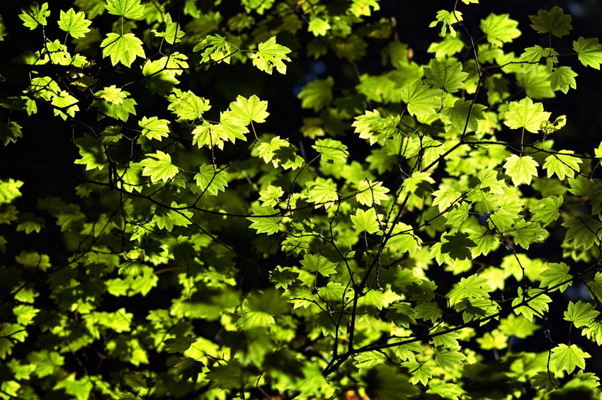 Light Through the Leaves