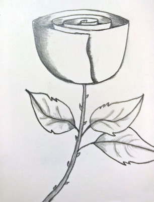 Drawing_Rose